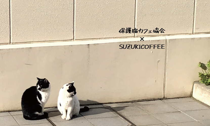 保護猫カフェ,猫,ネコ,ねこ,cat,珈琲,コーヒー,猫カフェ,カフェ