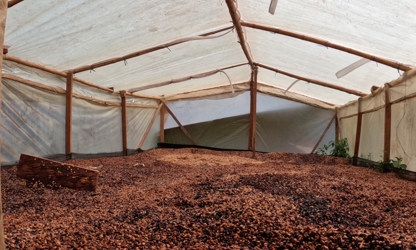 コーヒー,珈琲,数量限定,コロンビア,NewCrop,チャポレラ,アヒ,ブルボン,ライチ,ピーチ,ハイビスカス,インフューズド,100g