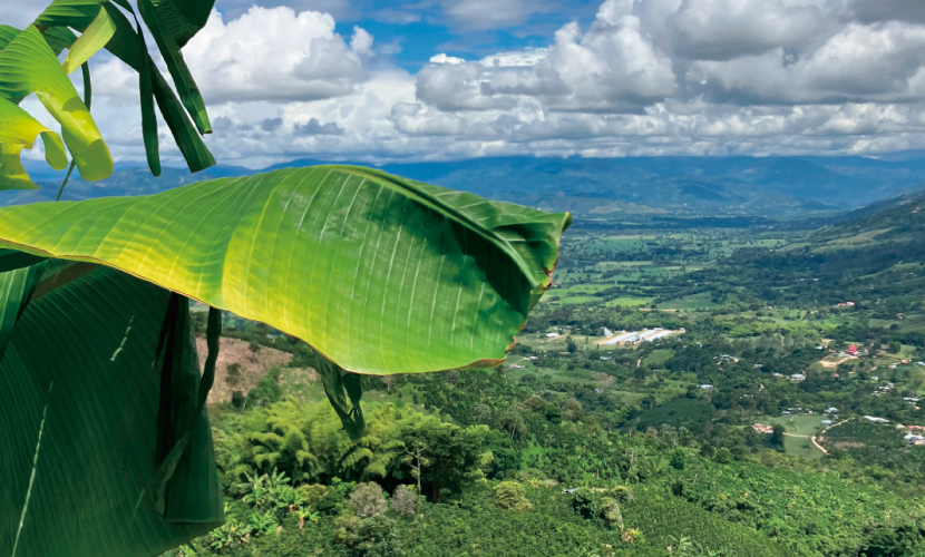 コーヒー,珈琲,数量限定,コロンビア,NewCrop,チャポレラ,アヒ,ブルボン,ライチ,ピーチ,ハイビスカス,インフューズド,100g