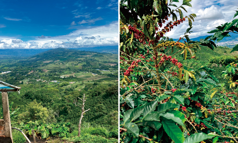 コーヒー,珈琲,数量限定,コロンビア,NewCrop,チャポレラ,アヒ,ブルボン,ライチ,ピーチ,ハイビスカス,インフューズド,100g