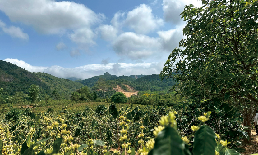 数量限定,幻のコーヒー,希少種,ベトナム,ケサン,リベリカ,スウィート,ジュエリー,ハニー,100g,THELINCOLN,2025年,10月,NewCrop
