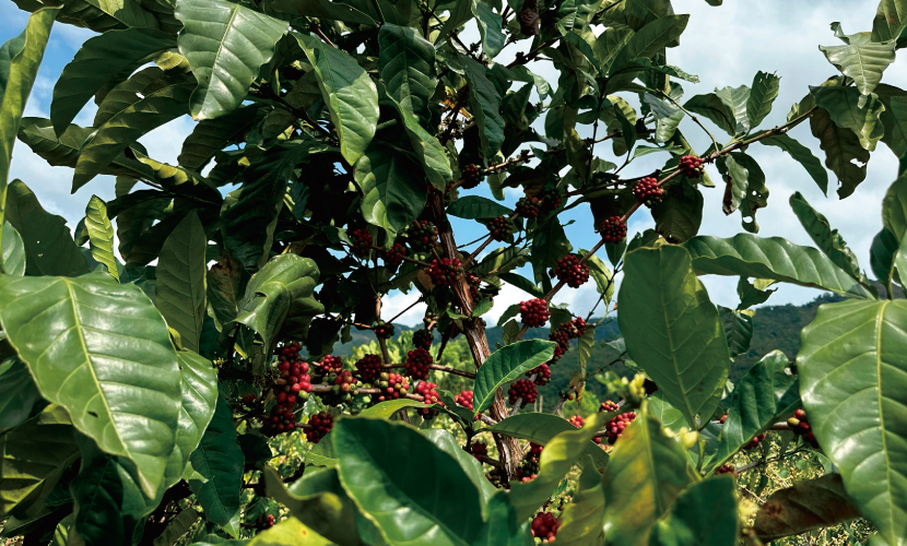 数量限定,幻のコーヒー,希少種,ベトナム,ケサン,リベリカ,スウィート,ジュエリー,ハニー,100g,THELINCOLN,2025年,10月,NewCrop