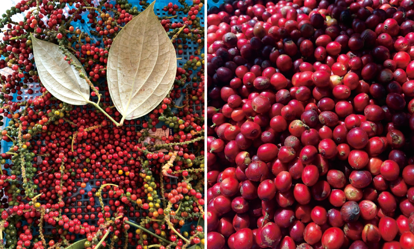 数量限定【幻のコーヒーと呼ばれる希少種】ベトナム ケサン リベリカ