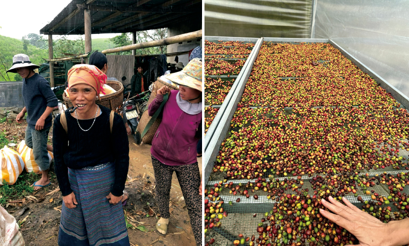 数量限定【幻のコーヒーと呼ばれる希少種】ベトナム ケサン リベリカ