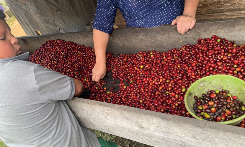 数量限定,アロマティック,コロンビア,オレンジブルボン,パシフローラ,インフューズド,100g,ウェット,ファーメンテーション