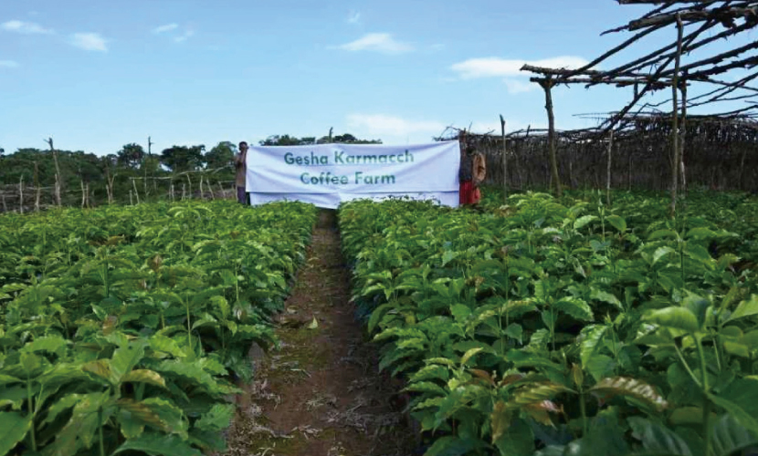 数量限定,大人,ぶどうジュース,ジューシー,フルーティ,エチオピア,ゲイシャ,エリア,リッチ,ワイン,ルビー,カーボニックマセレーション