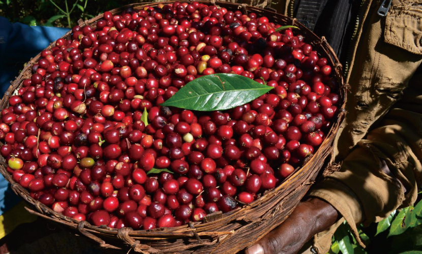 数量限定,大人,ぶどうジュース,ジューシー,フルーティ,エチオピア,ゲイシャ,エリア,リッチ,ワイン,ルビー,カーボニックマセレーション